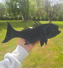 Striped Bass (Rockfish)